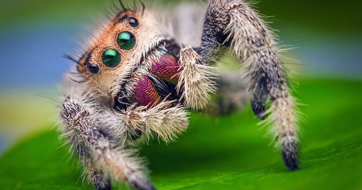 Arachnophobia