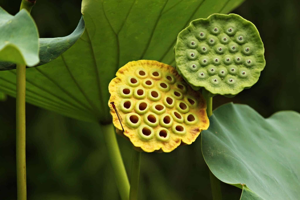 Trypophobia
